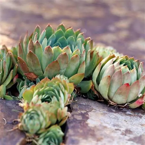 куры и цыплята sempervivum tectorum