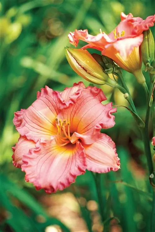 лилейник оранжевые цветы