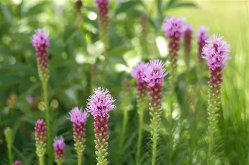 лиатрис пылающая звезда пурпурные цветы
