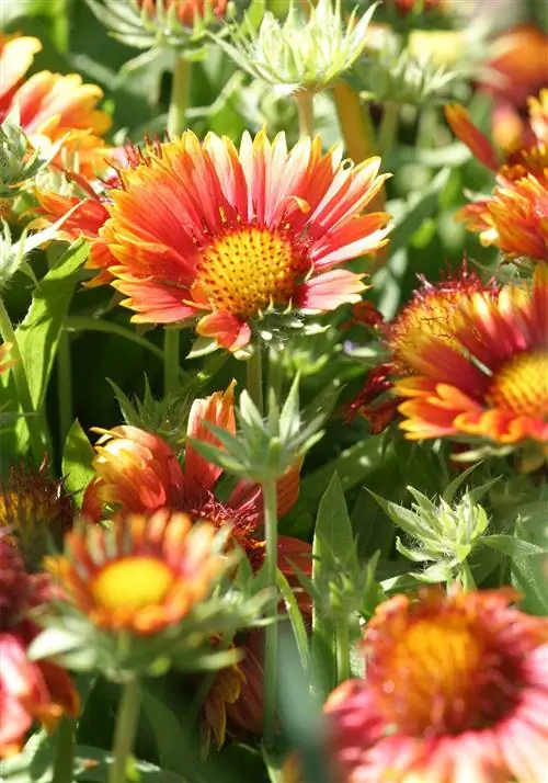 гайлардия одеяло цветы