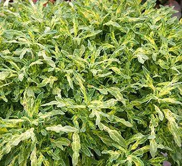Шикарный колеус
