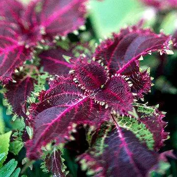 Колеус Crimson Ruffles