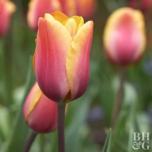 тюльпан Tulipa 'Бабье лето'