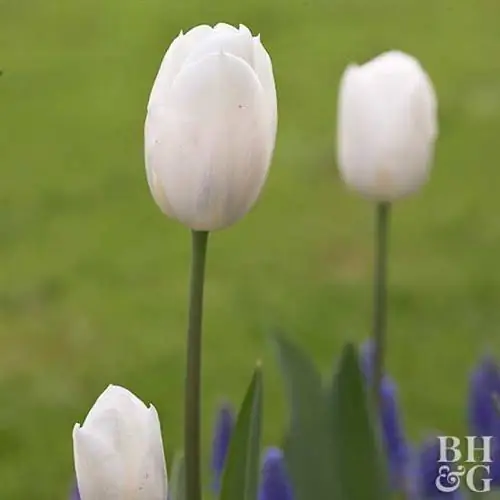 тюльпан Tulipa 'Inzell'