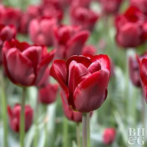 тюльпан Tulipa 'Jan Reus'