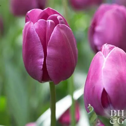 тюльпан Tulipa 'Negrita'