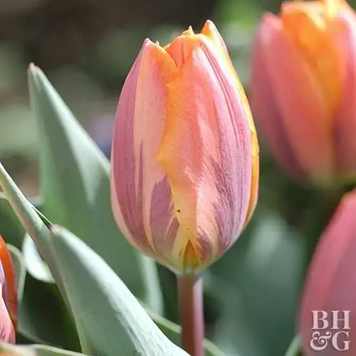 Тюльпаны Tulipa 'Prinses Irene'