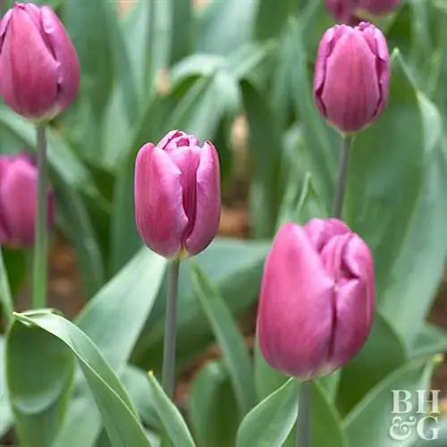 тюльпан Tulipa 'Purple Flag'