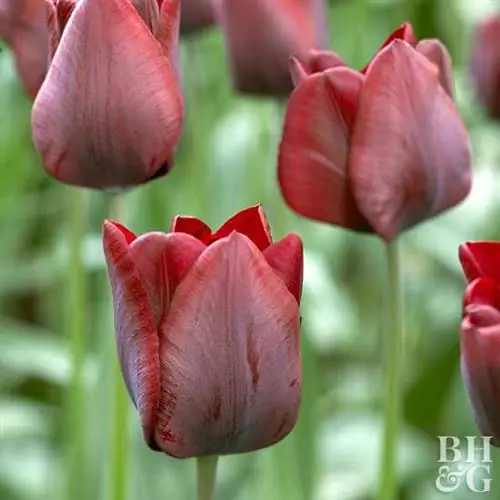 тюльпан Tulipa 'Ronaldo'