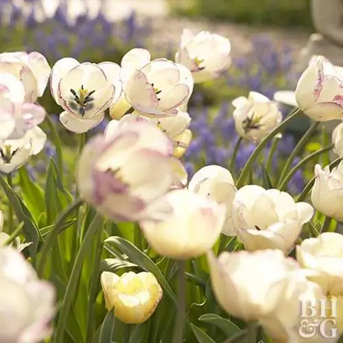 тюльпан Tulipa 'Shirley'
