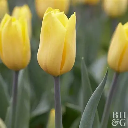 тюльпан Tulipa 'Strong Gold'