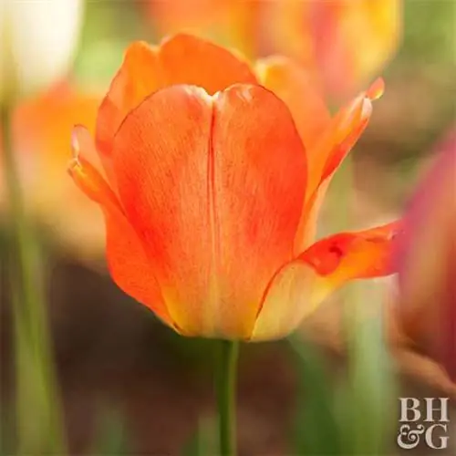 Тюльпан Tulipa 'Annie Schilder'