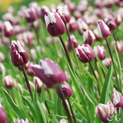 Тюльпан Tulipa 'Zurel'
