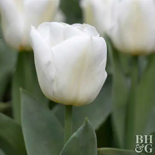 тюльпан Tulipa 'Calgary'