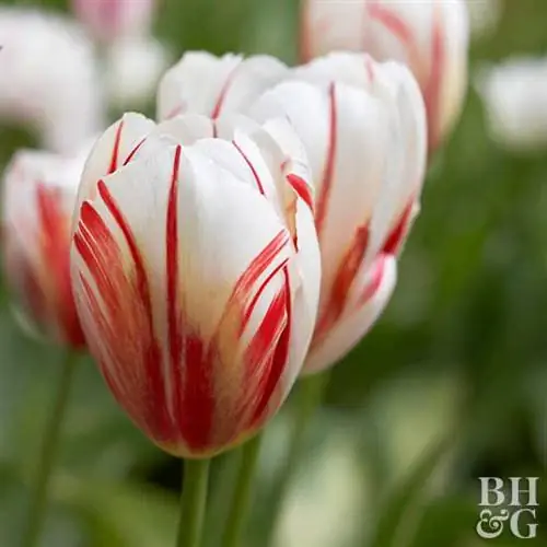 тюльпан Tulipa 'Carnaval de Rio'