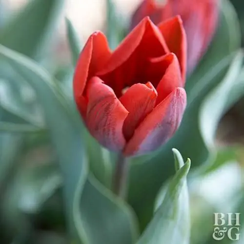 Тюльпан Tulipa 'Couleur Cardinal'