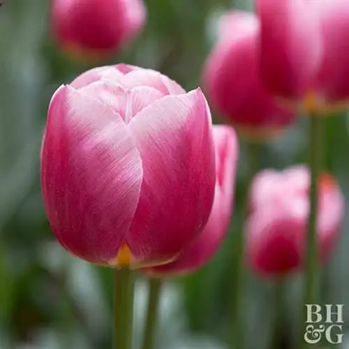 тюльпан Tulipa 'Cracker'
