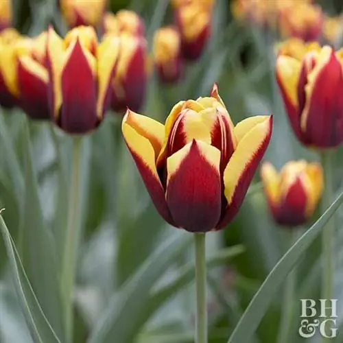 тюльпан Tulipa 'Gavota'