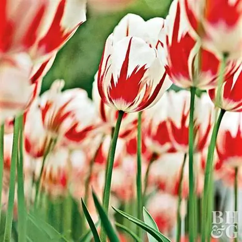 тюльпан Tulipa 'Ice Follies'