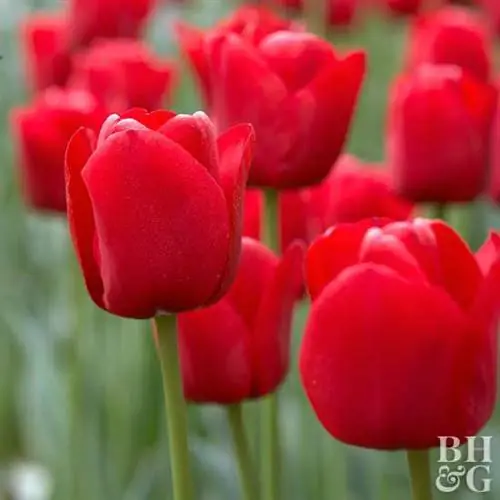 тюльпан Tulipa 'Ile de France'