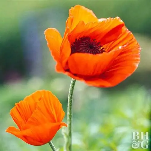 Восточный мак Papaver orientale