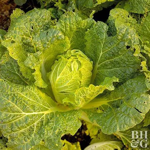 пекинская капуста Brassica rapa