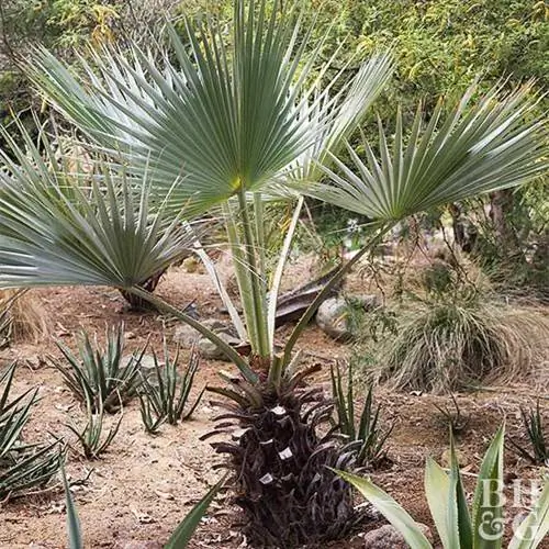 Голубая пальма Геспер