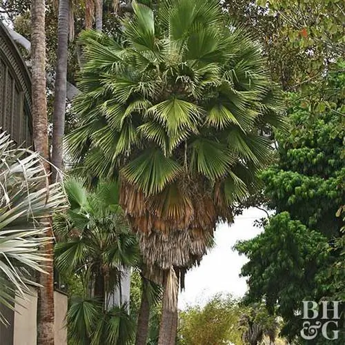 Гваделупская пальма