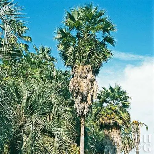 Хесперская пальма Сан-Хосе