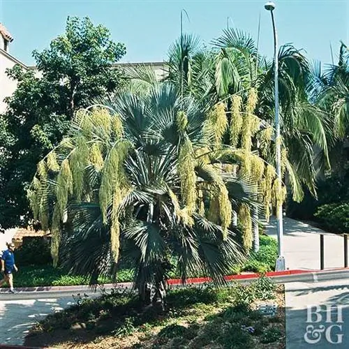 Синяя пальма Геспера