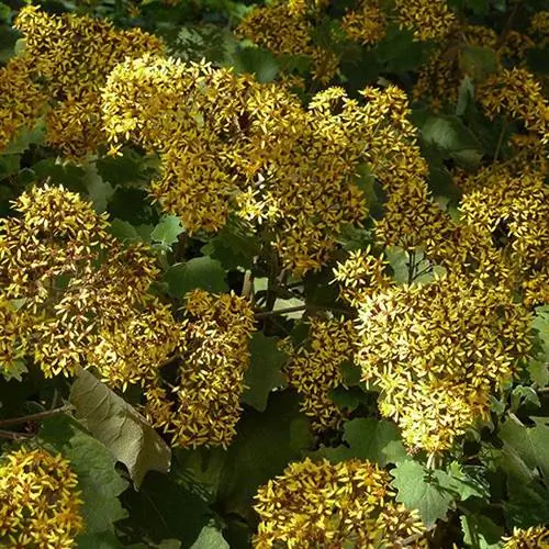 Velvet Groundsel Roldana petasites