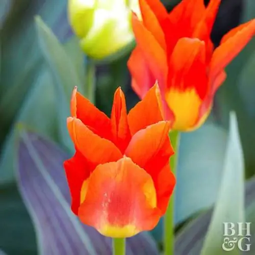 Тюльпан 'Хуан' Тюльпан