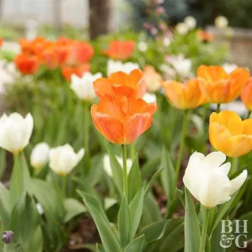 Тюльпан Пуриссима Tulipa Fosteriana 'Purissima'