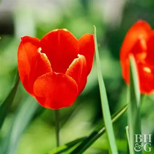 тюльпан мадам лефебер тюльпан фостериана