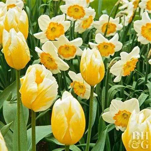 Тюльпан Sweetheart Tulipa Fosteriana 'Sweetheart'