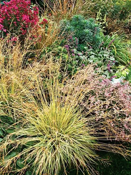 Тафтинговая трава deschampsia caespitosa