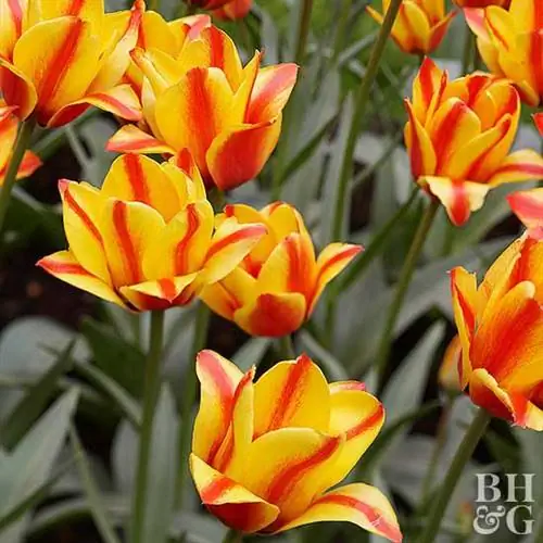 Тюльпан Tulipa greigii 'Cape Cod'