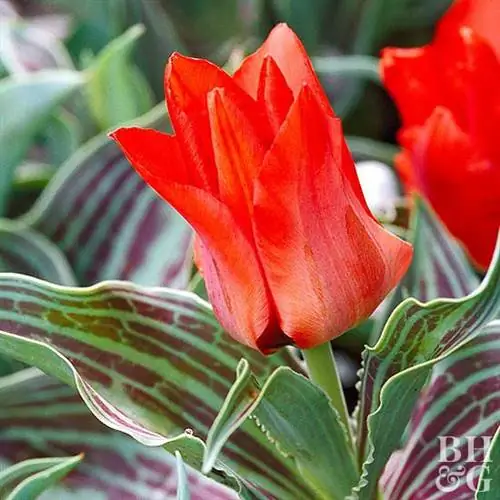 Tulipa gregii 'Красная шапочка'