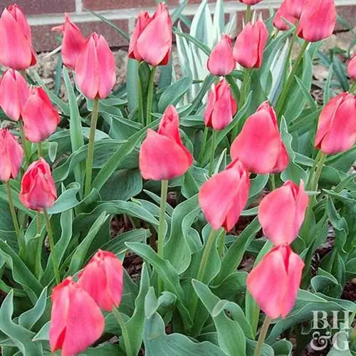 Тюльпан Торонто Tulipa greigii 'Toronto'