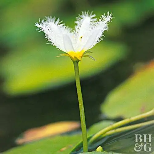 Белая водяная снежинка Nymphoides cristata