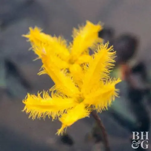 Желтая водяная снежинка Nymphoides peltat
