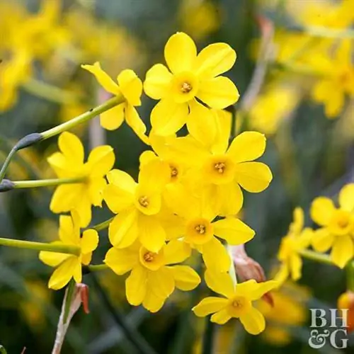 Гибриды нарциссов Baby Moon