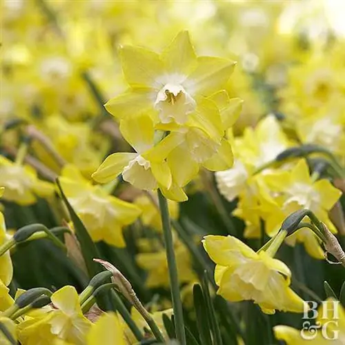 нарцисс Narcissus 'Pipit'