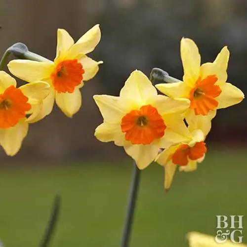 Нарцисс Нарцисс Сьюзи