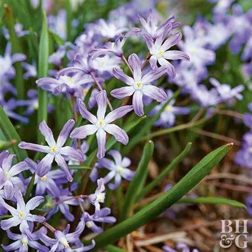 Снежная слава Chionodoxa lucilae