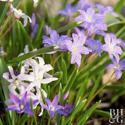 Хионидоксия