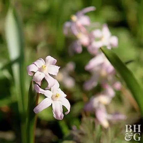 Снежная слава 'Розового гиганта' Chionodoxa lucilae