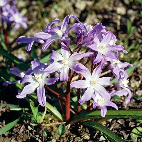 фиолетовая слава снежной лилии