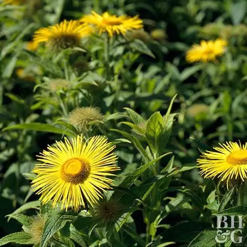 Погибель леопарда