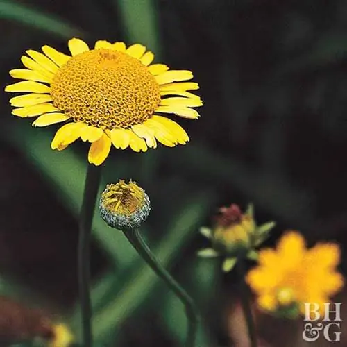 золотистая маргарита Anthemis hybrida 'Kelway'